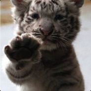 万万兔兔的爹地