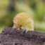 Isopod