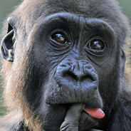 aPe