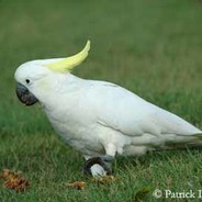 Ambrodu