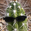 CaCTuZZzz