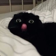 吃掉月亮的小兔叽