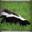 Alpharedskunk