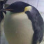 Fatass Penguin