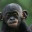 HoboBonobo