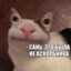 Соляной белуга