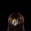 Pradux's avatar