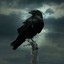 Crow