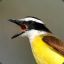 kiskadee512