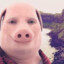 John Pork