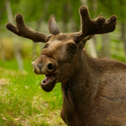 TheCanadianMoose