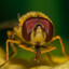 the vile fruit fly