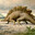 i am a stegosaurus