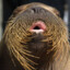 WiggleWalrus