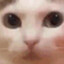 doobert
