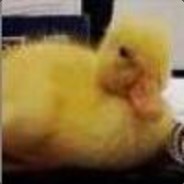 快乐的一只小金鸭