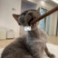 〆深水里搁浅的猫ゞ