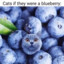 BlueBerry Cat