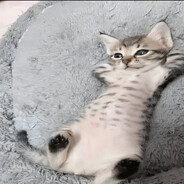 саламалейкум