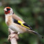 Goldfinch