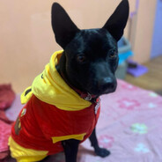 七七乳加巧克力