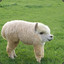 boorgi