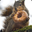 Donut Squirrel