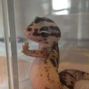 单飞瓦尔基里不会梦到八倍镜滋崩