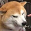 Scary_HeDoge