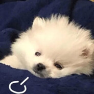 脆脆鲨们的导员