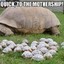 Mothership Tortue