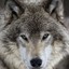 Wolf_LP