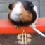 NutDealer1000101