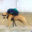 bala cansada