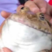 น้องกบเองง