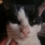 kitcat