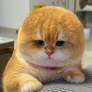 ~Ɑ͞ ̶͞ ̶͞ ̶͞ ﻝﮞ͞