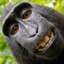 Murrr-