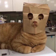 拿狼就杀隐不了一点