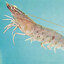 Shrimp 2