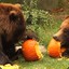 Bear Eating Pumpkin