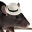 Rat with a Hat