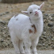 AskAlice - steam id 76561197960790925