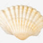 scallop shell