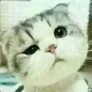 耗子