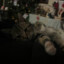 Gatito676