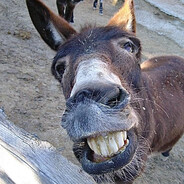 Fat Donkey