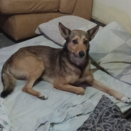 Marti