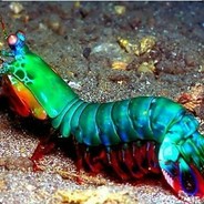 全息闪亮七彩皮皮虾