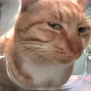 おやすみなさい